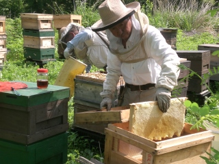 ここまで完熟したはちみつを採ります