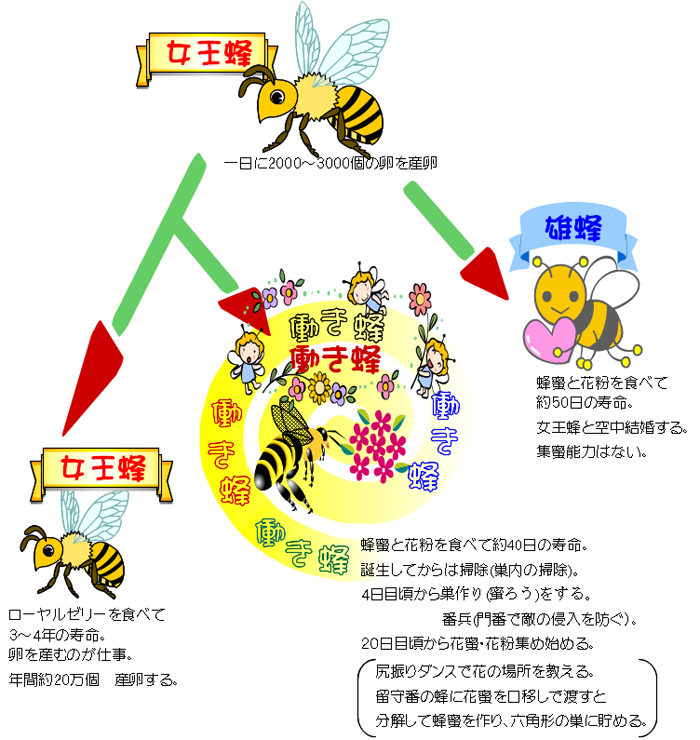 みつばち社会と仕事