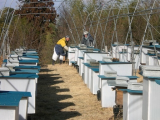 自分の手で蜂づくりからこだわっています