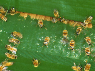 自分の手で蜂づくりからこだわっています