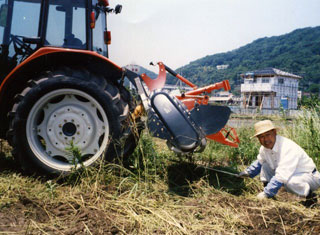 土壌改良後植えたビービーツリーが大きくなりました