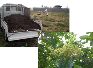 蜜源植物の育成からこだわっています