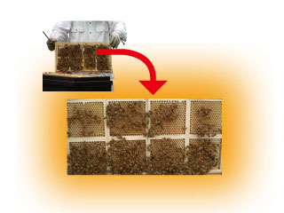 花園養蜂場　巣みつ